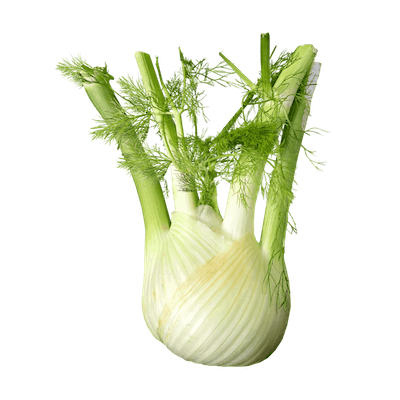 Fenouil