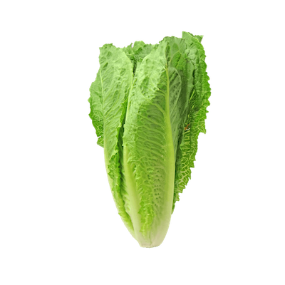 Laitue romaine