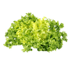 Frisée