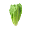 Laitue romaine