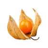 Physalis